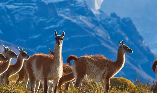 LLama grazing in Chile