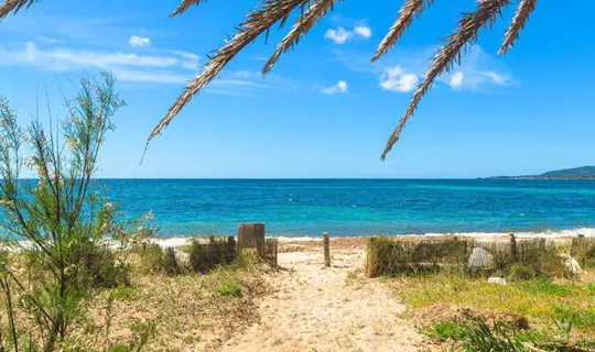 Palm trees by the shore in Alghero in Sardinia