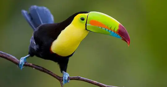 Colourful bird sitting on thin branch, Costa Rica