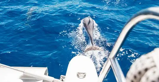 A boat following a swimming Dolphin, St Lucia