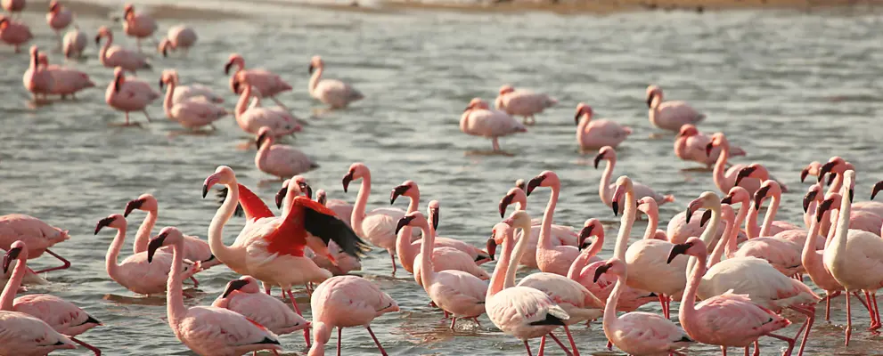 Nambia Flamingos2