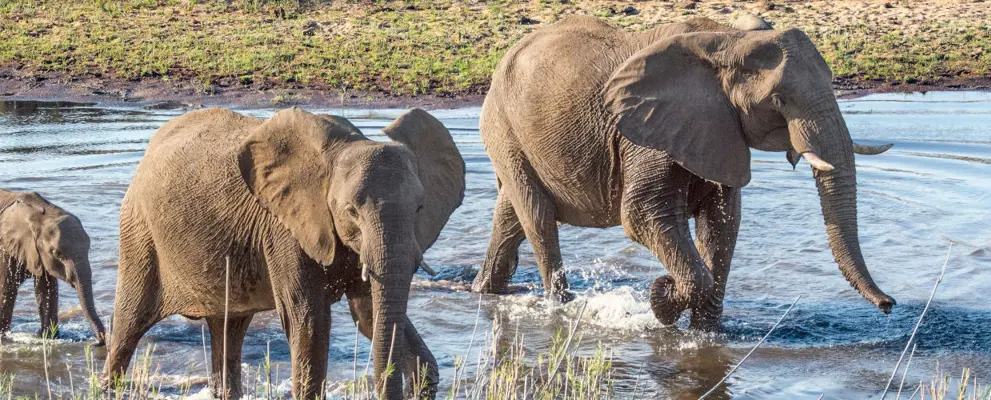 South Africa Safari Banner